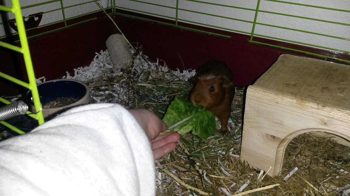 Marsvin Caro DingleHopper billede 14