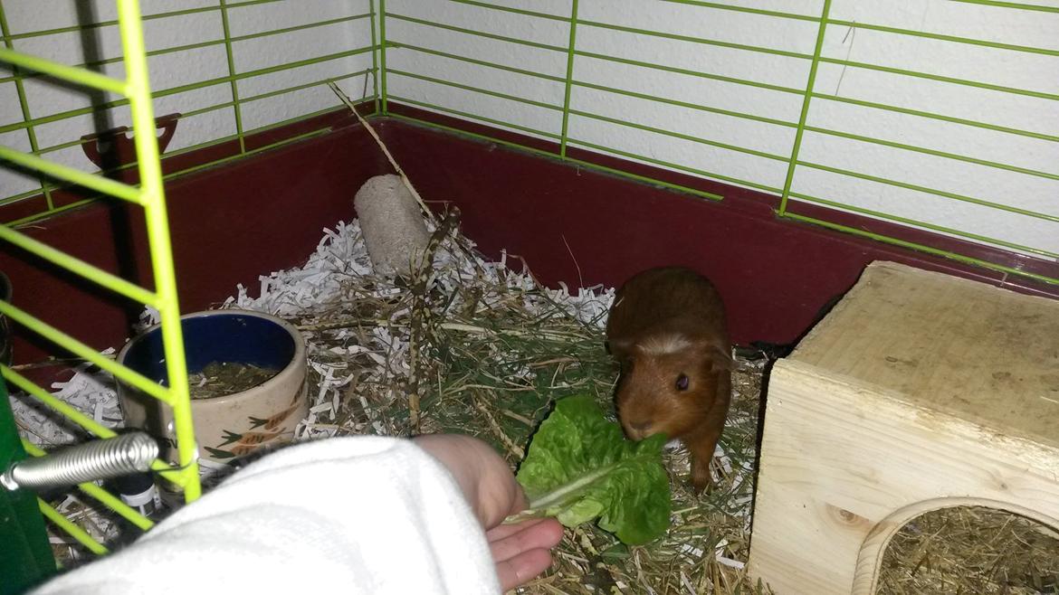 Marsvin Caro DingleHopper billede 11