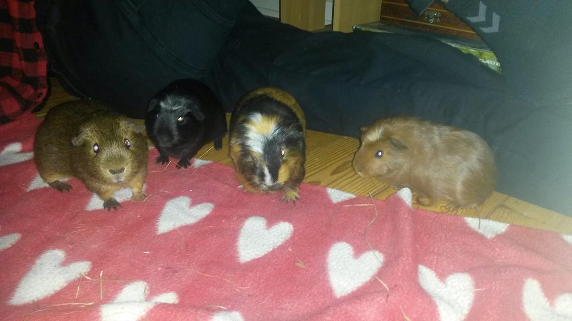 Marsvin Caro DingleHopper billede 30