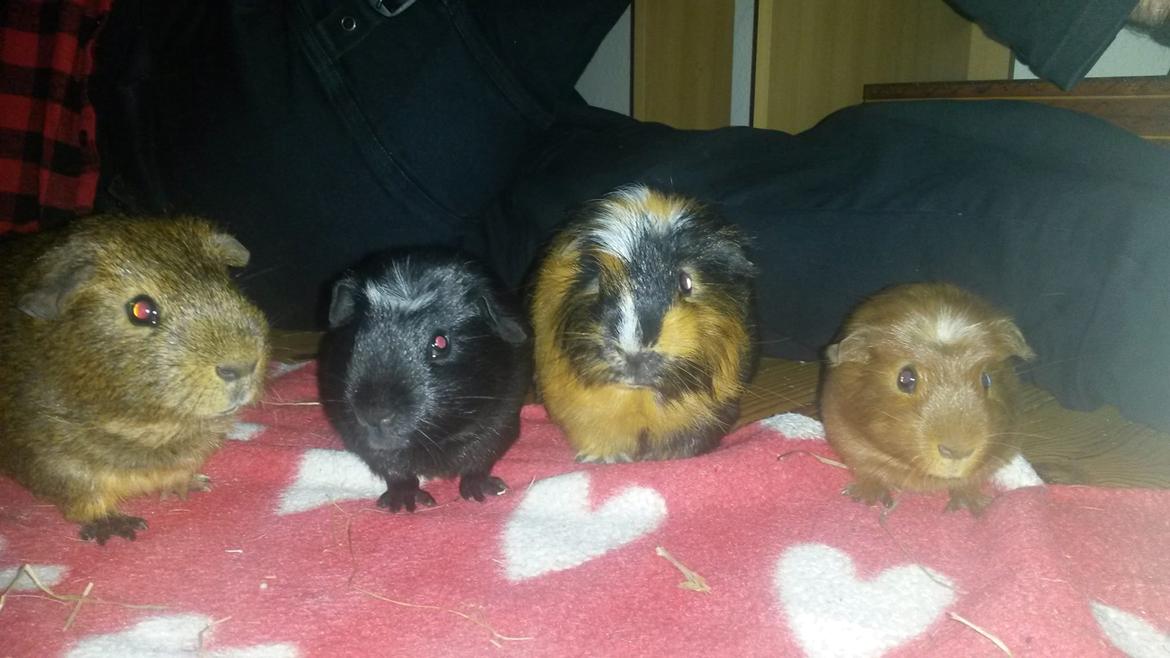 Marsvin Caro DingleHopper billede 32