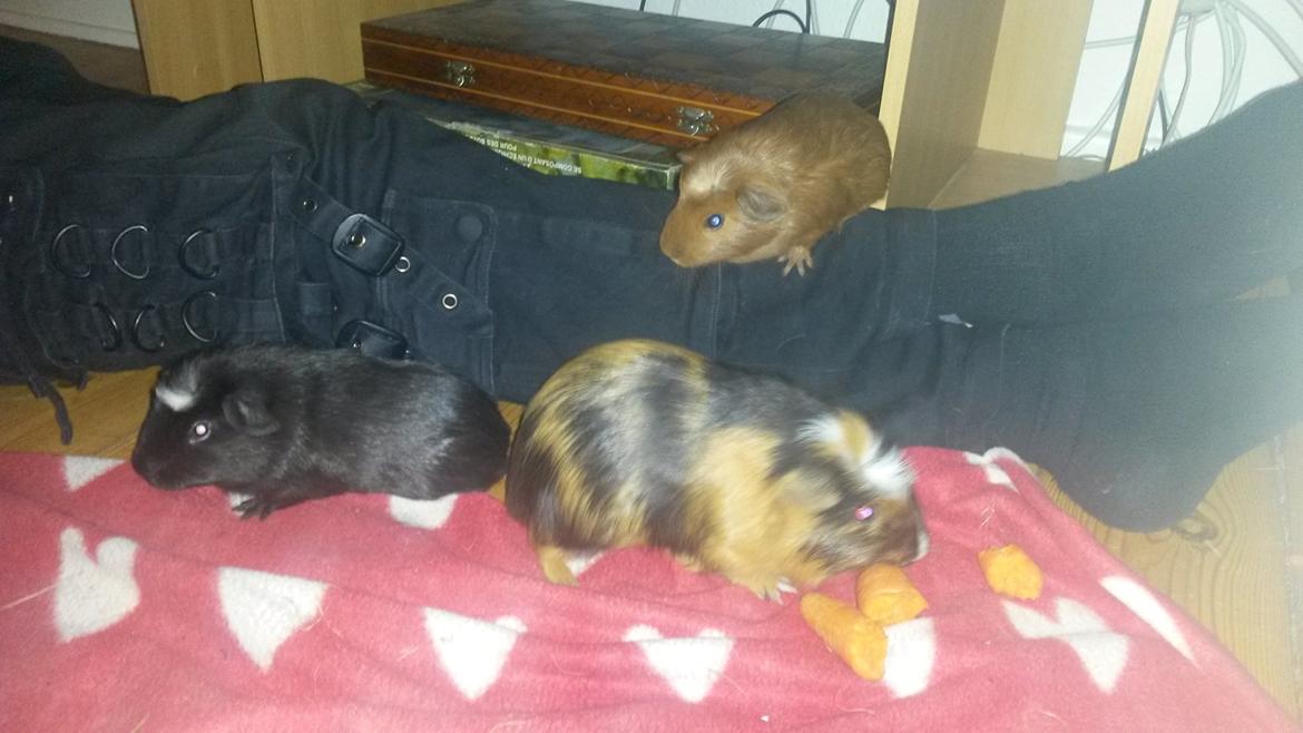 Marsvin Caro DingleHopper billede 29