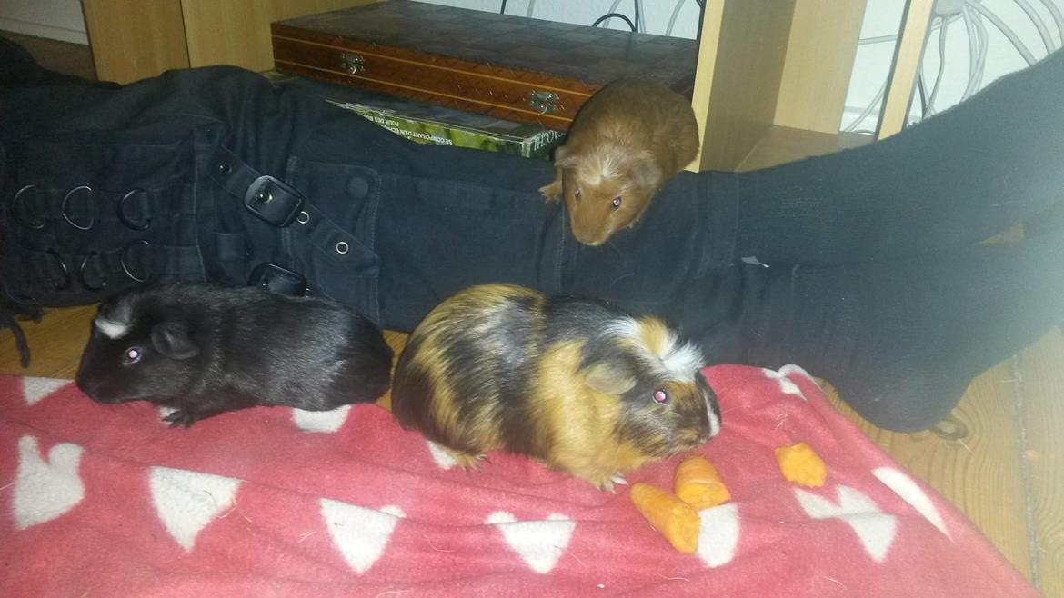 Marsvin Caro DingleHopper billede 31