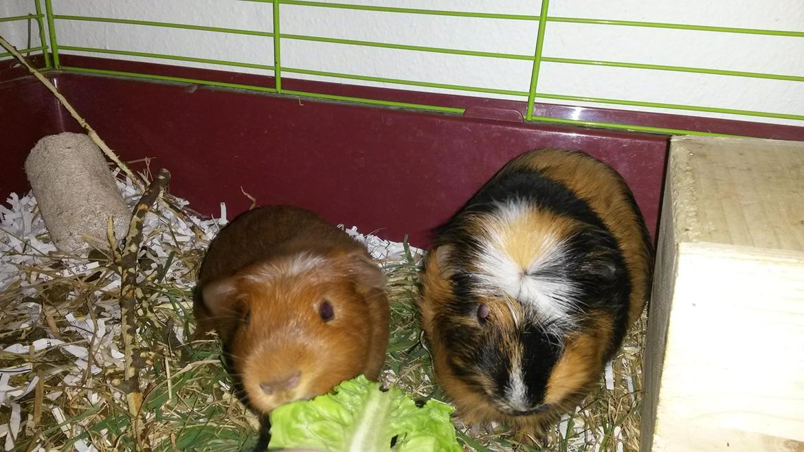 Marsvin Caro DingleHopper billede 26