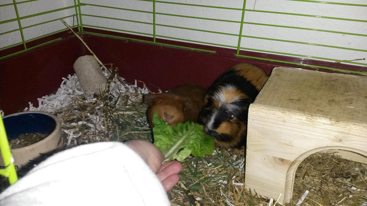 Marsvin Caro DingleHopper billede 25