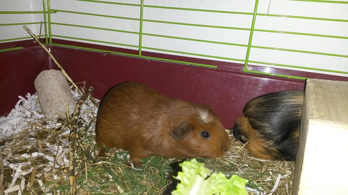 Marsvin Caro DingleHopper billede 23