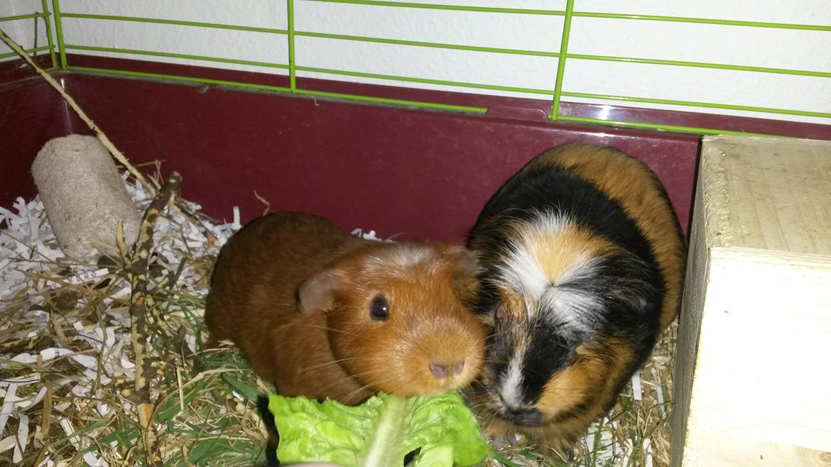 Marsvin Caro DingleHopper billede 27