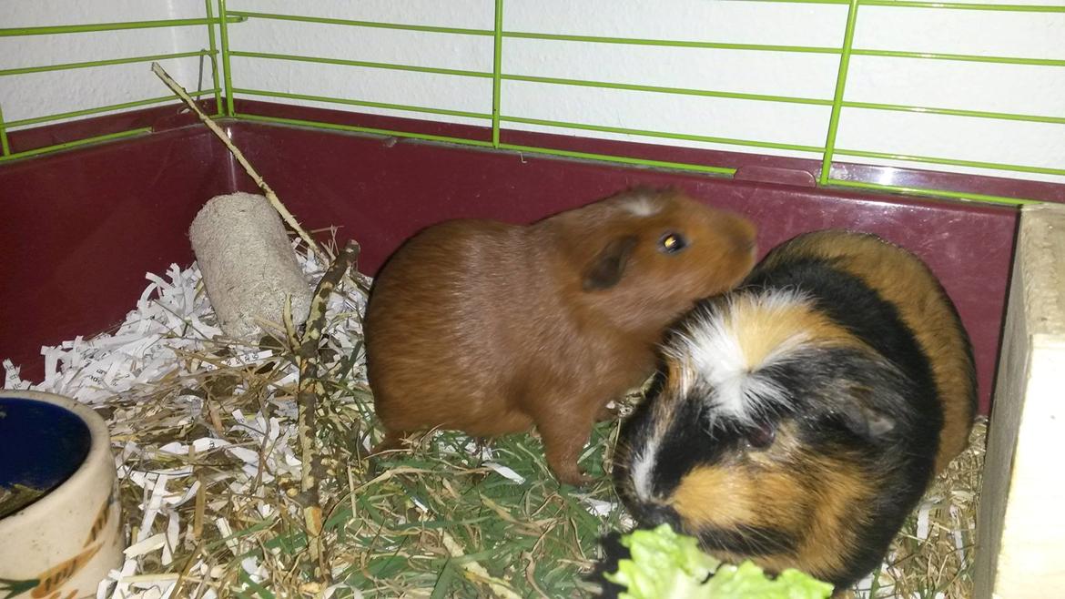 Marsvin Caro DingleHopper billede 24