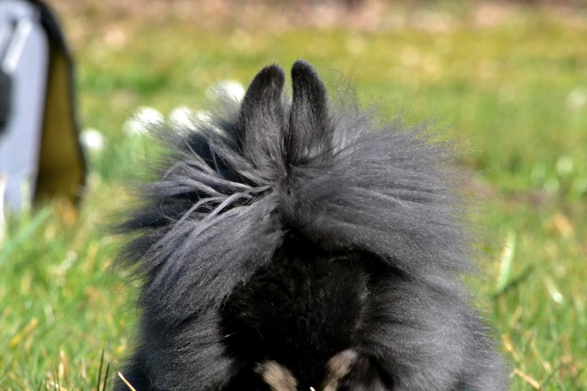 Kanin Kaninbandens BlackBerry billede 3