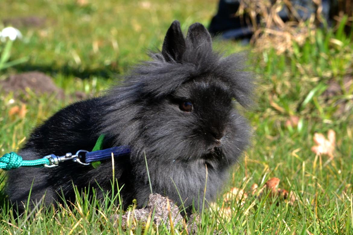 Kanin Kaninbandens BlackBerry billede 5