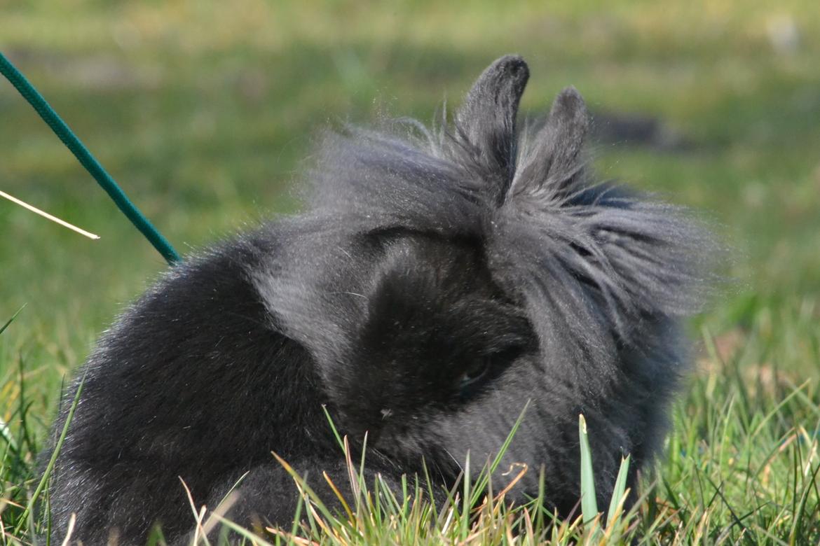 Kanin Kaninbandens BlackBerry billede 9