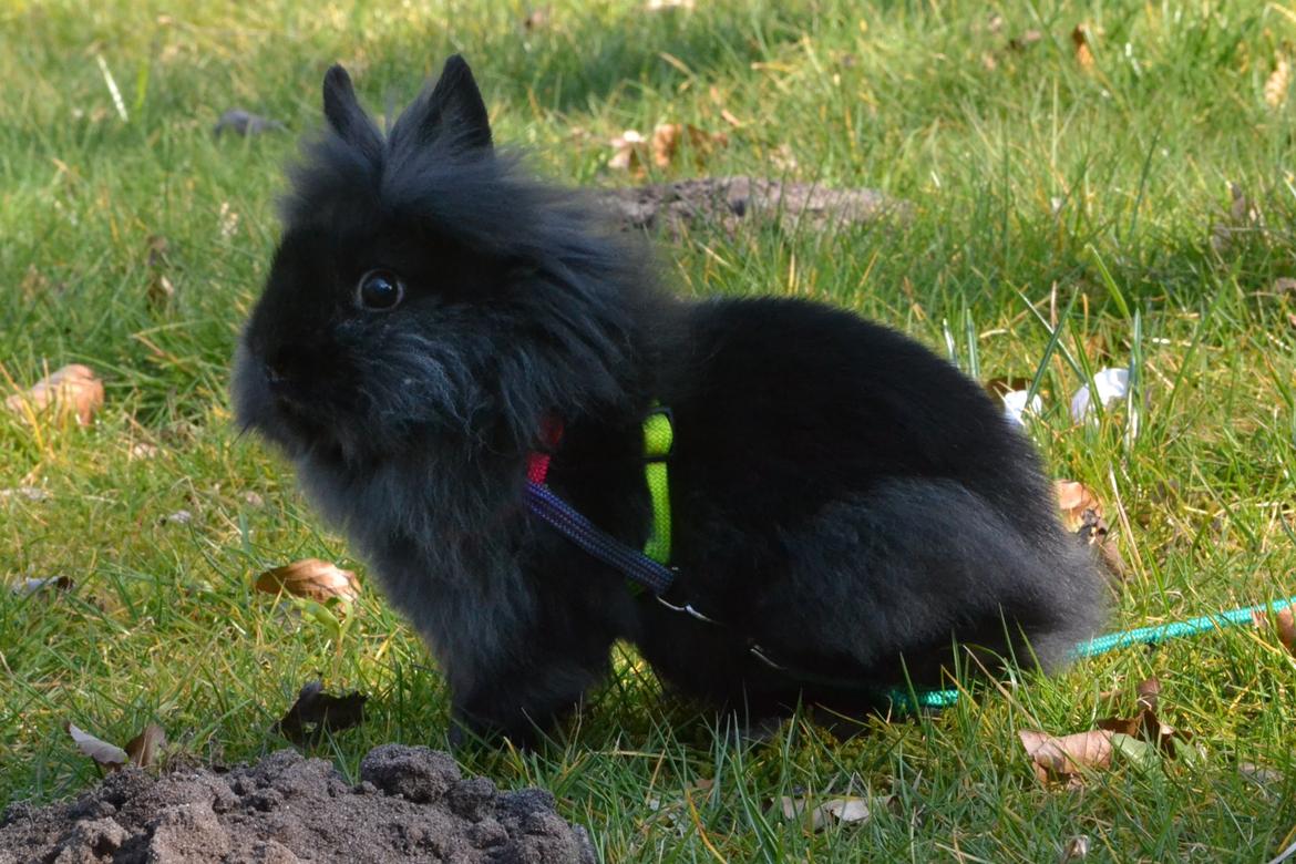 Kanin Kaninbandens BlackBerry billede 6