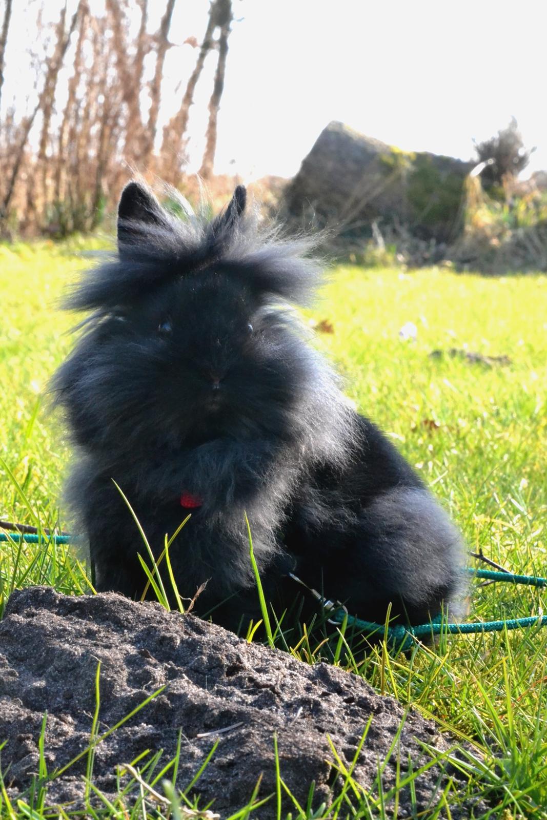 Kanin Kaninbandens BlackBerry billede 1