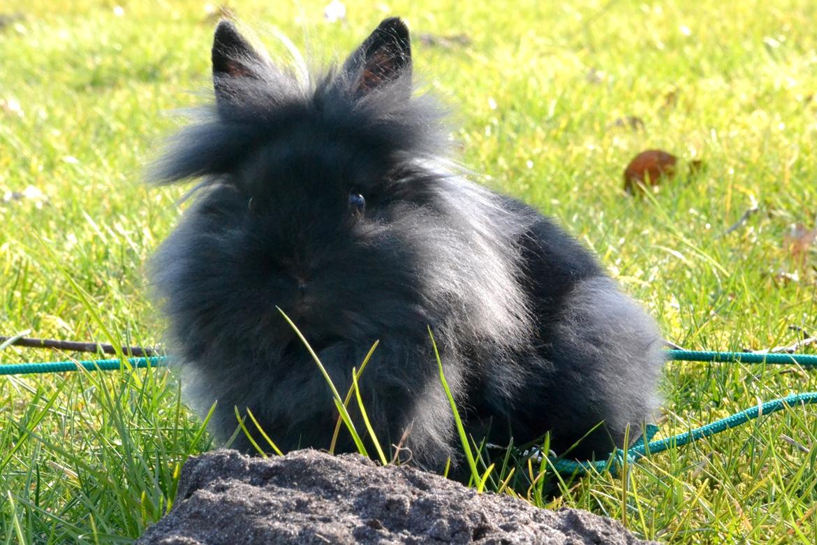 Kanin Kaninbandens BlackBerry billede 8