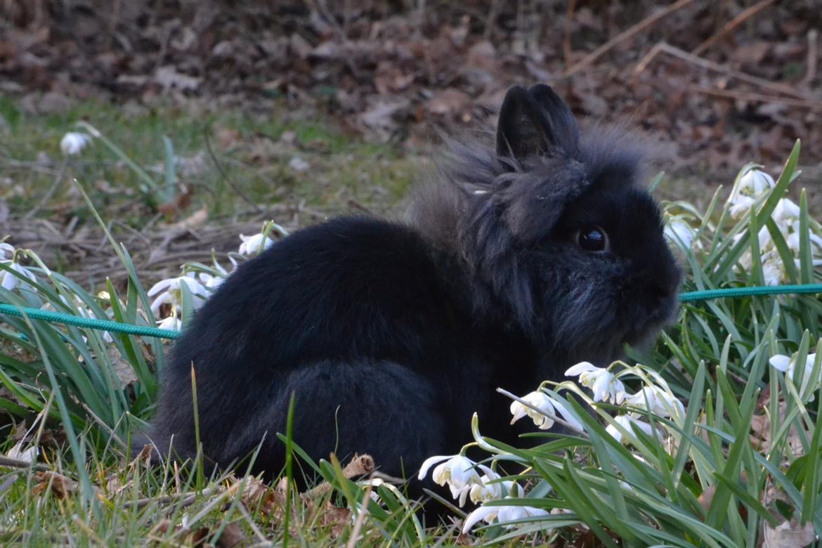 Kanin Kaninbandens BlackBerry billede 11