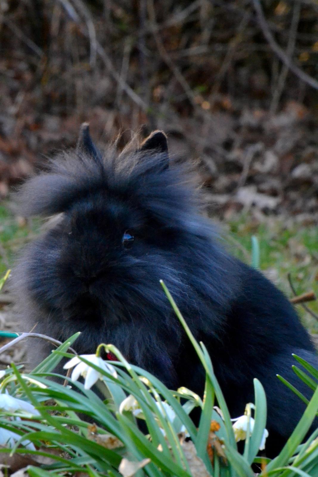 Kanin Kaninbandens BlackBerry billede 13