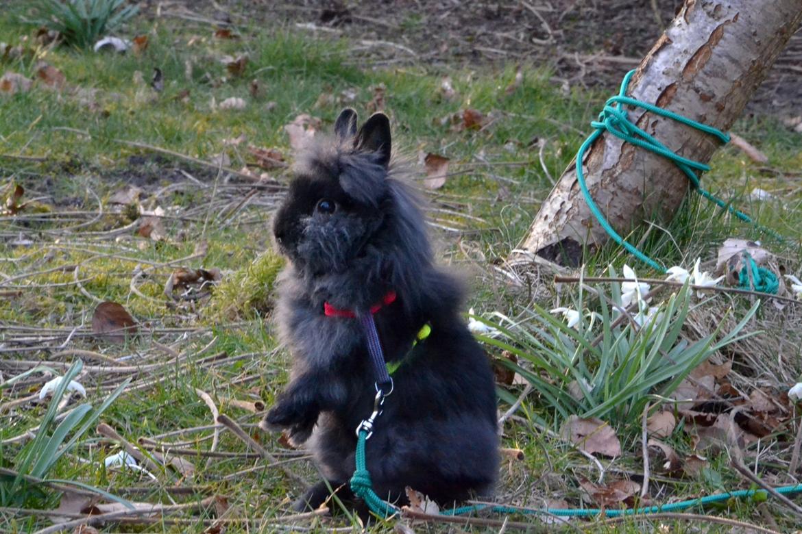 Kanin Kaninbandens BlackBerry billede 15