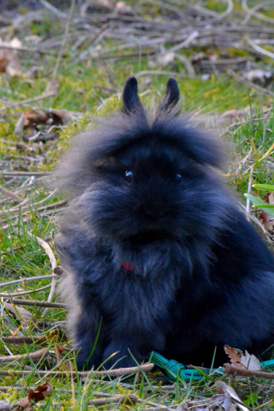 Kanin Kaninbandens BlackBerry billede 16