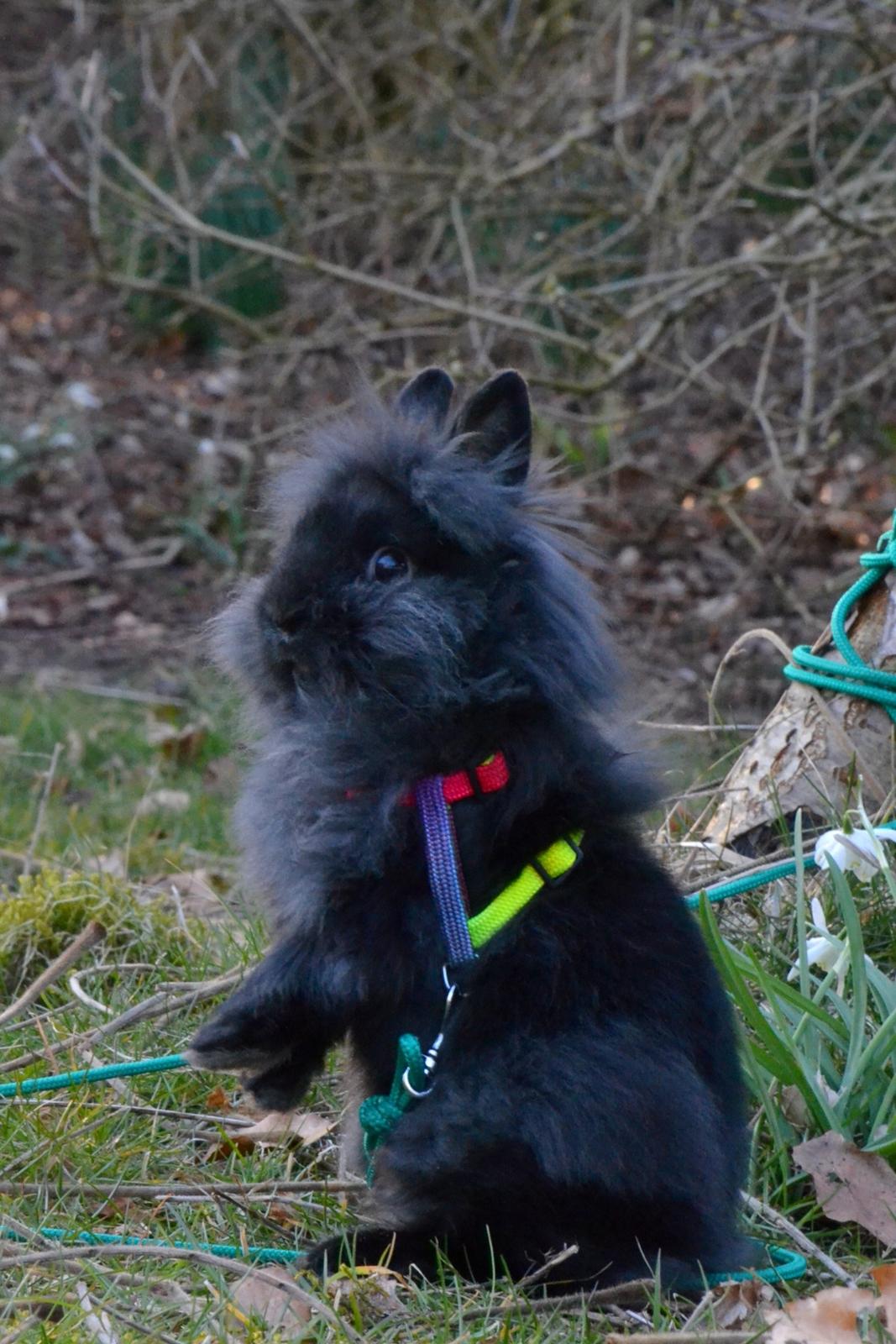 Kanin Kaninbandens BlackBerry billede 17