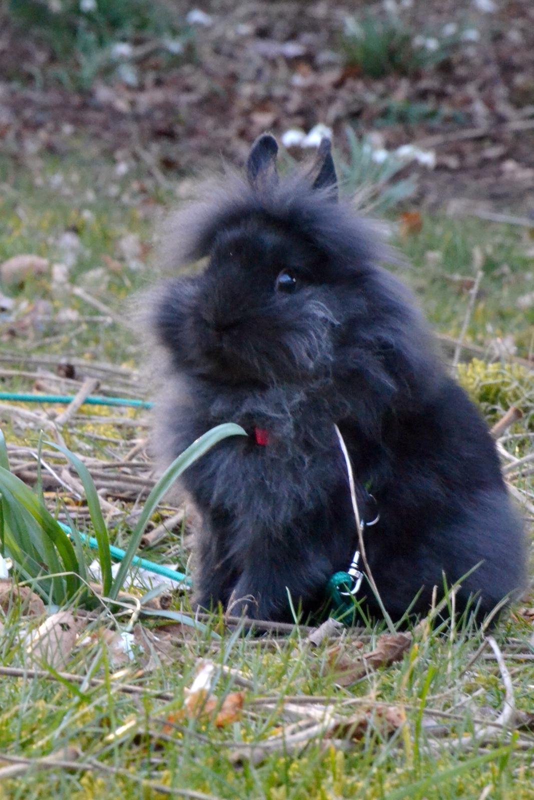 Kanin Kaninbandens BlackBerry billede 18