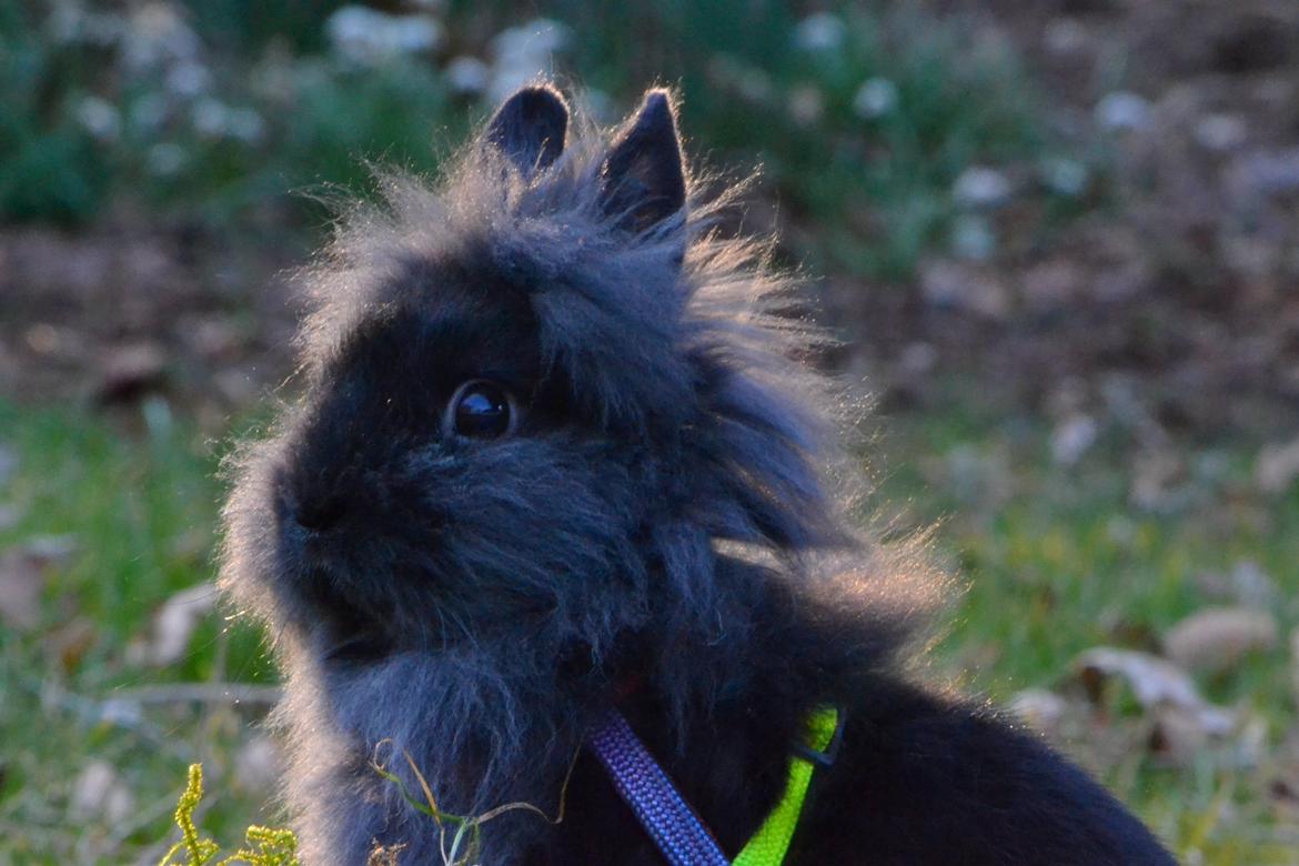 Kanin Kaninbandens BlackBerry billede 19