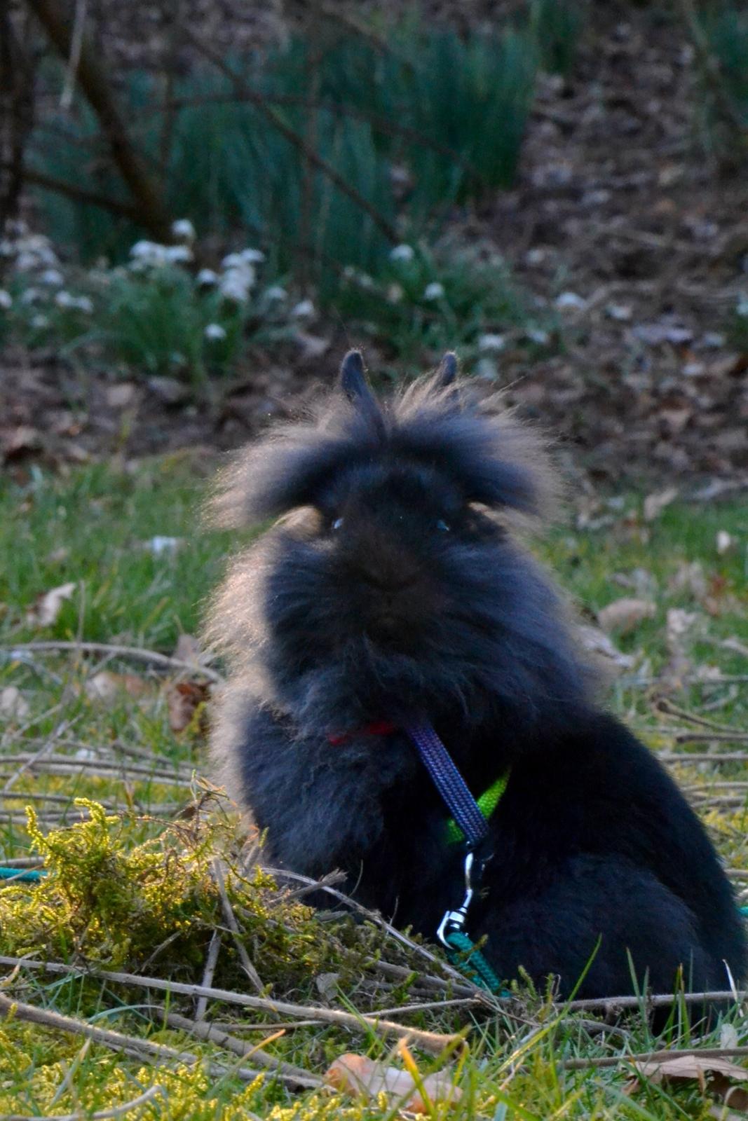 Kanin Kaninbandens BlackBerry billede 20