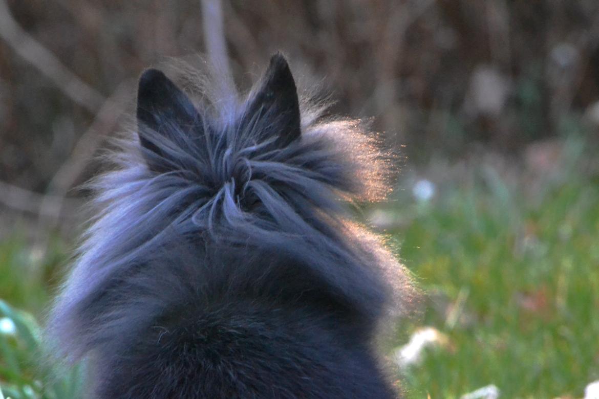 Kanin Kaninbandens BlackBerry billede 21