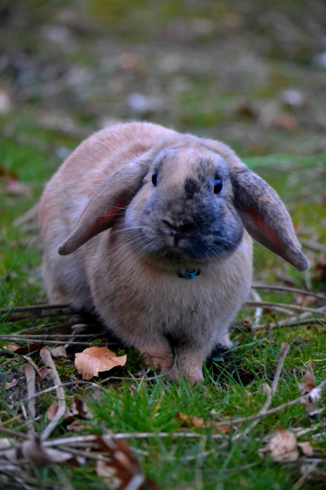Kanin Wedervangs Spike Af Hyben billede 3