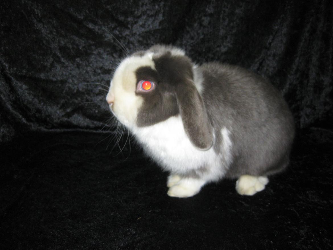 Kanin Strandhusets Beauty Fly billede 2