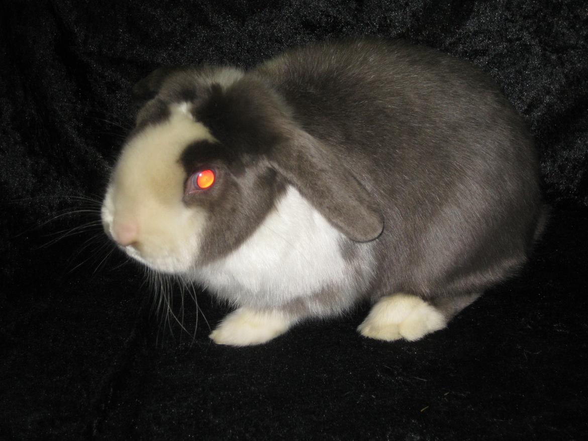 Kanin Strandhusets Beauty Fly billede 4