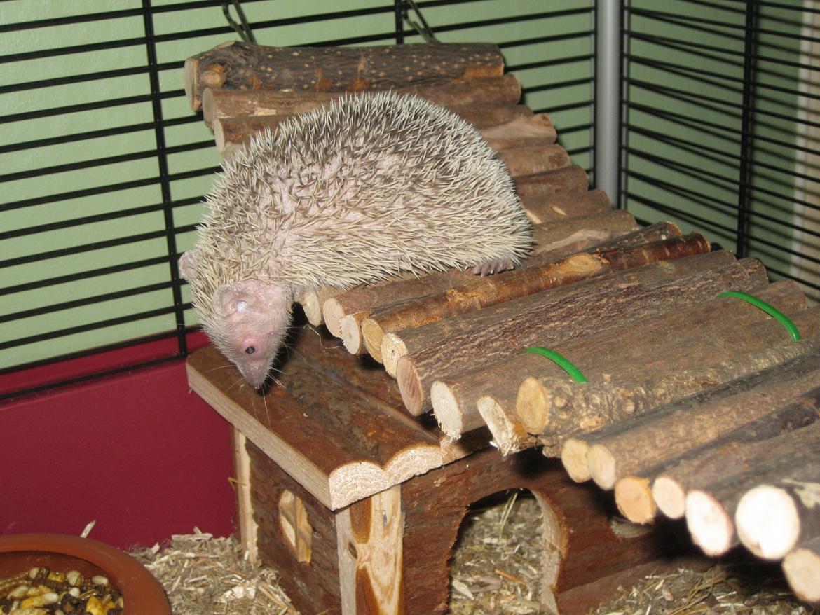 Pindsvin Pixie (lille tenrec) billede 3