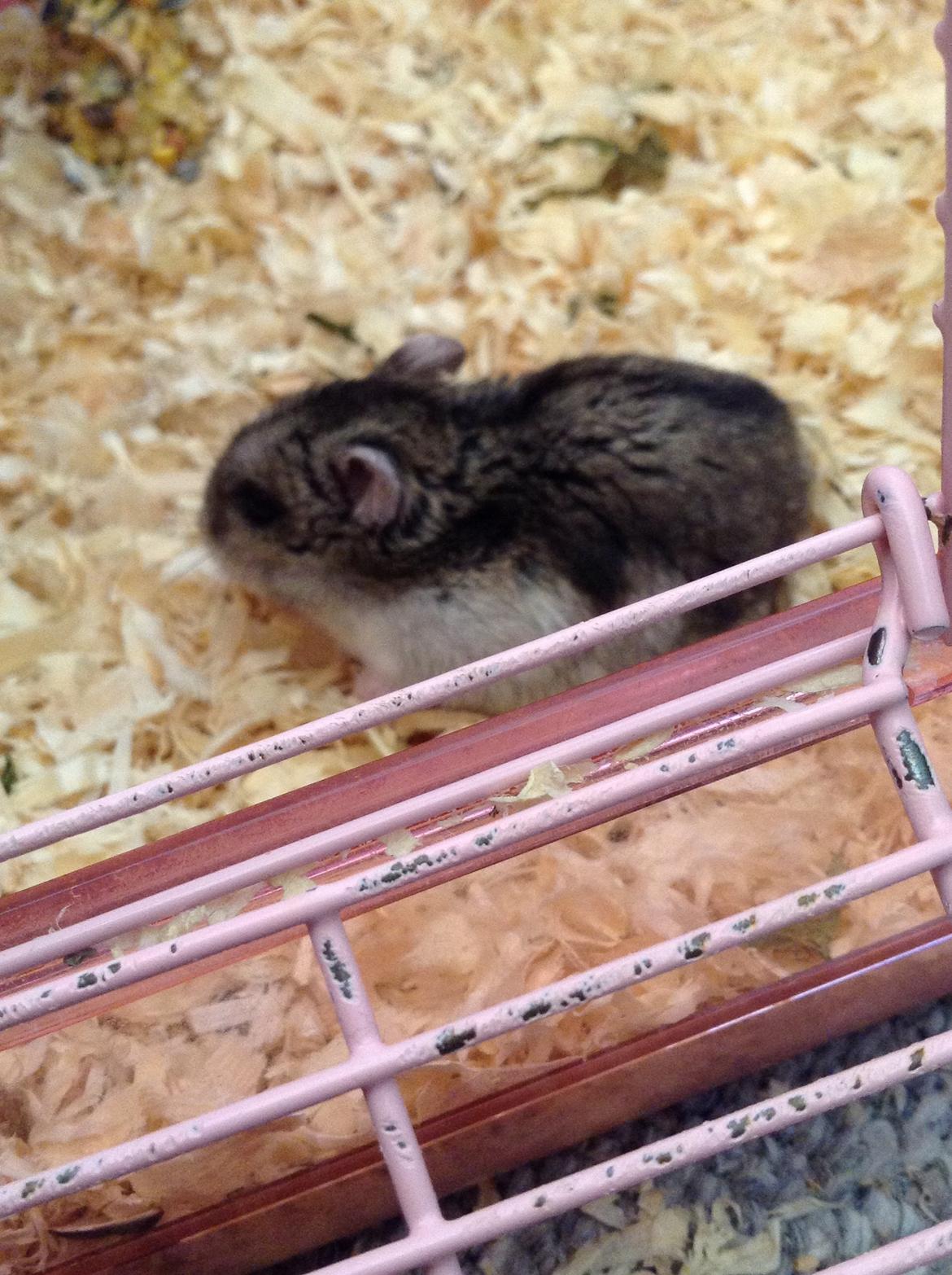 Hamster Stribei  billede 1