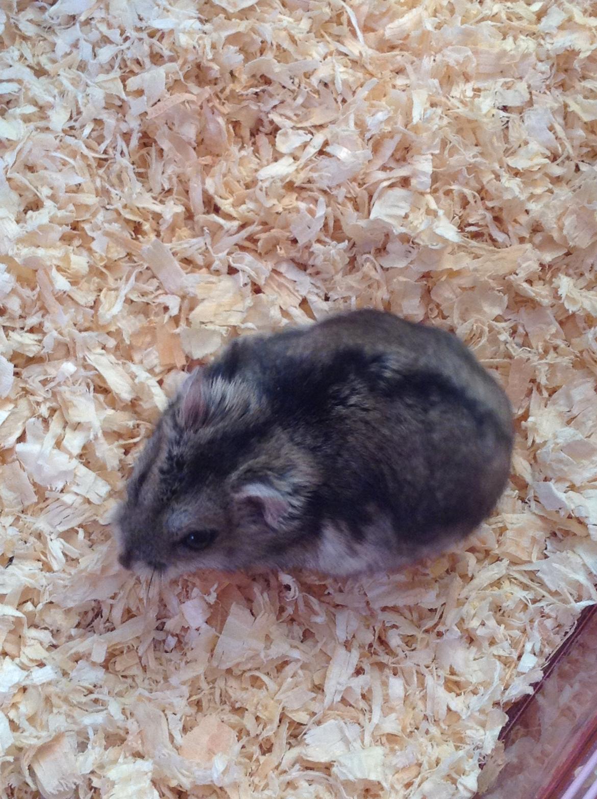 Hamster Stribei  billede 2