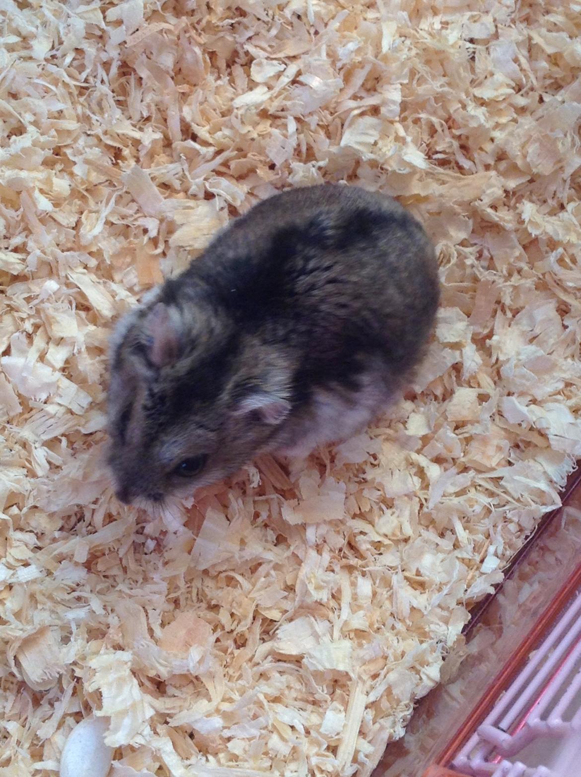 Hamster Stribei  billede 4