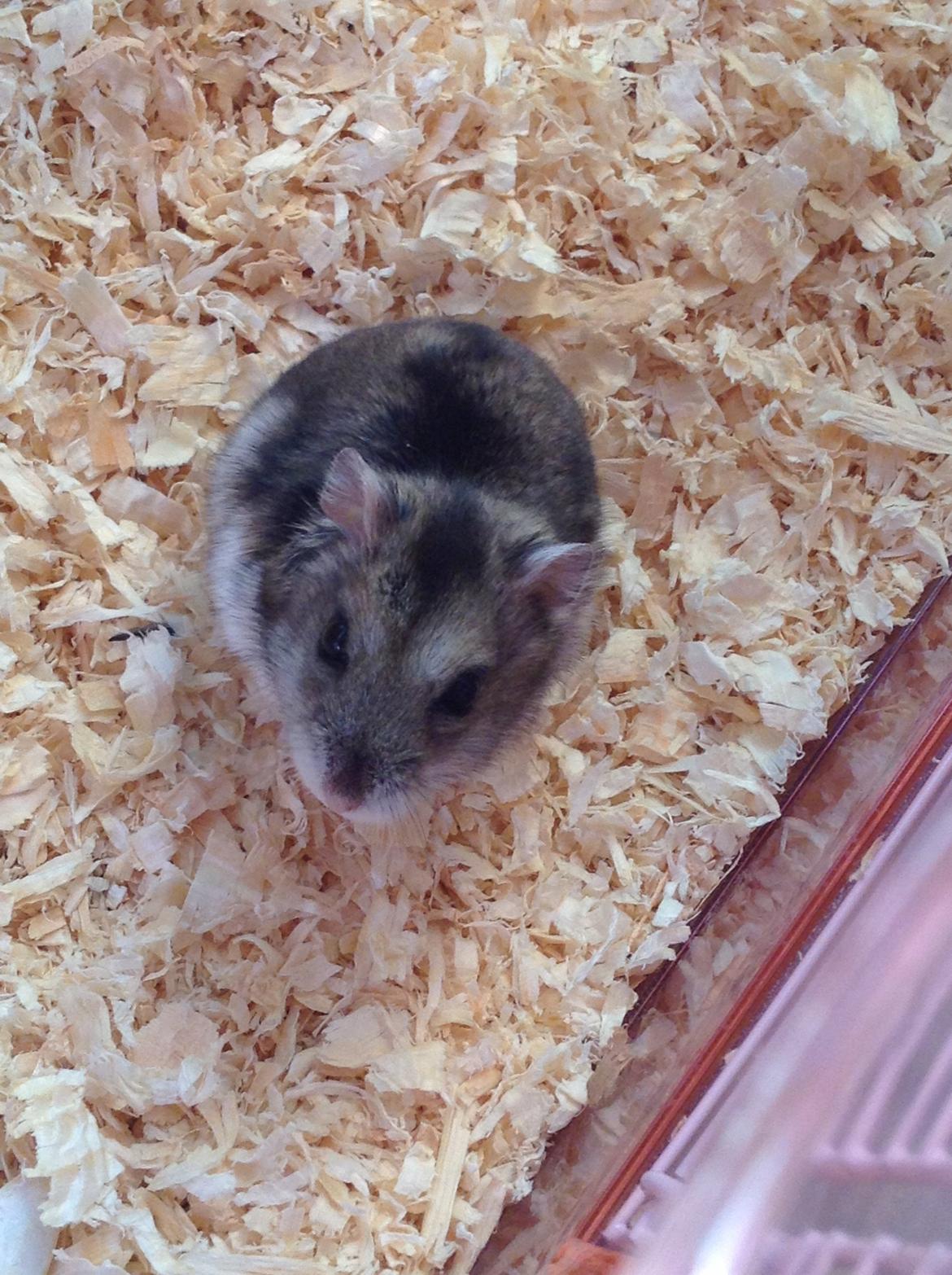 Hamster Stribei  billede 3