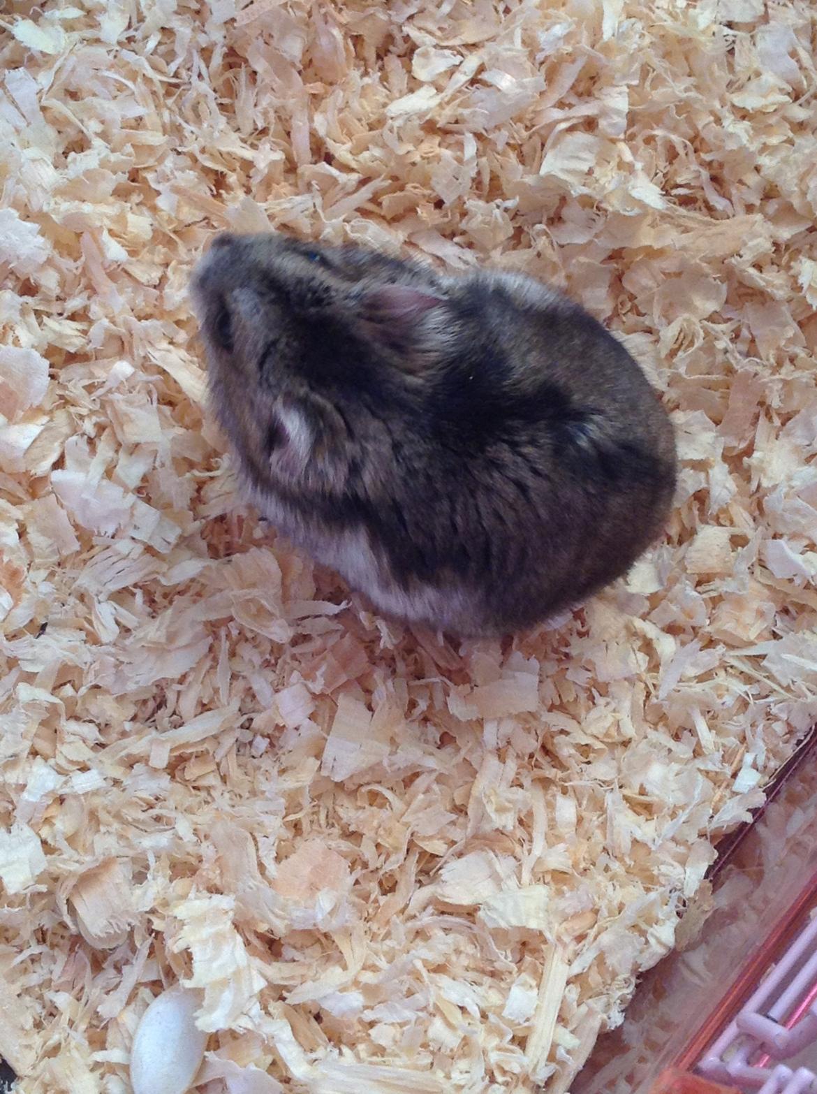 Hamster Stribei  billede 5