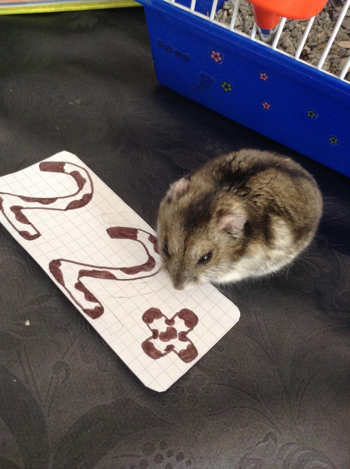 Hamster Stribei  billede 7