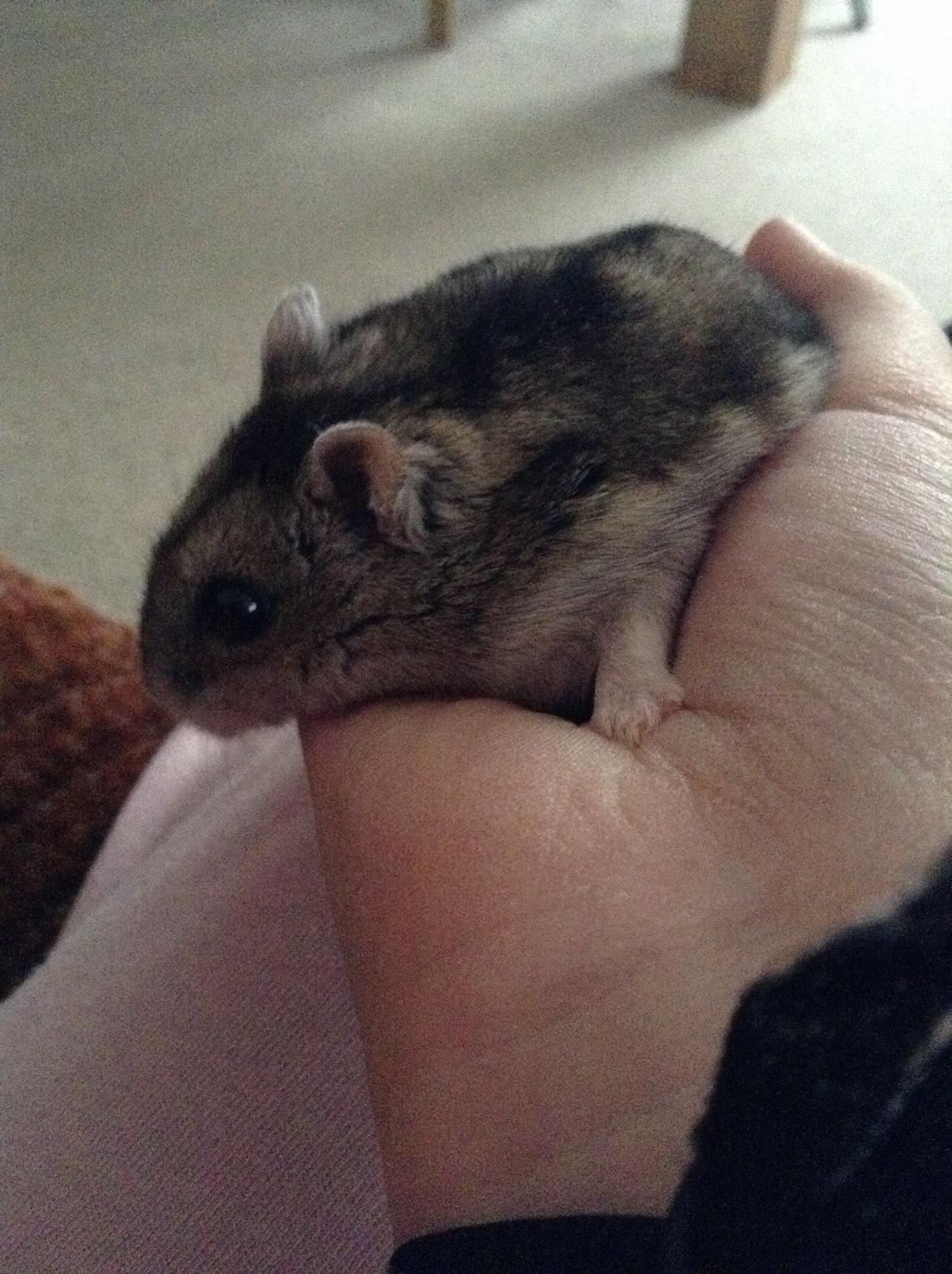 Hamster Stribei  billede 6