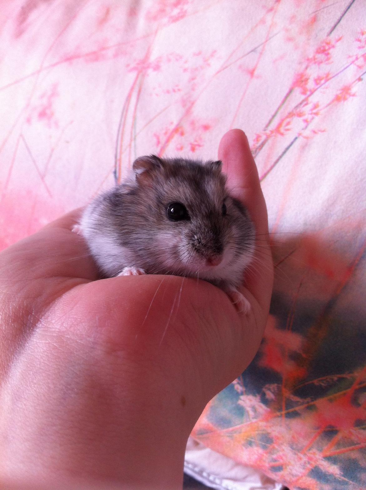 Hamster Mini billede 6