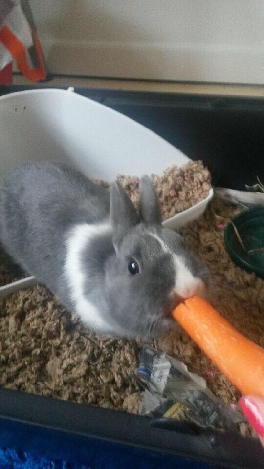 Kanin Candy billede 1