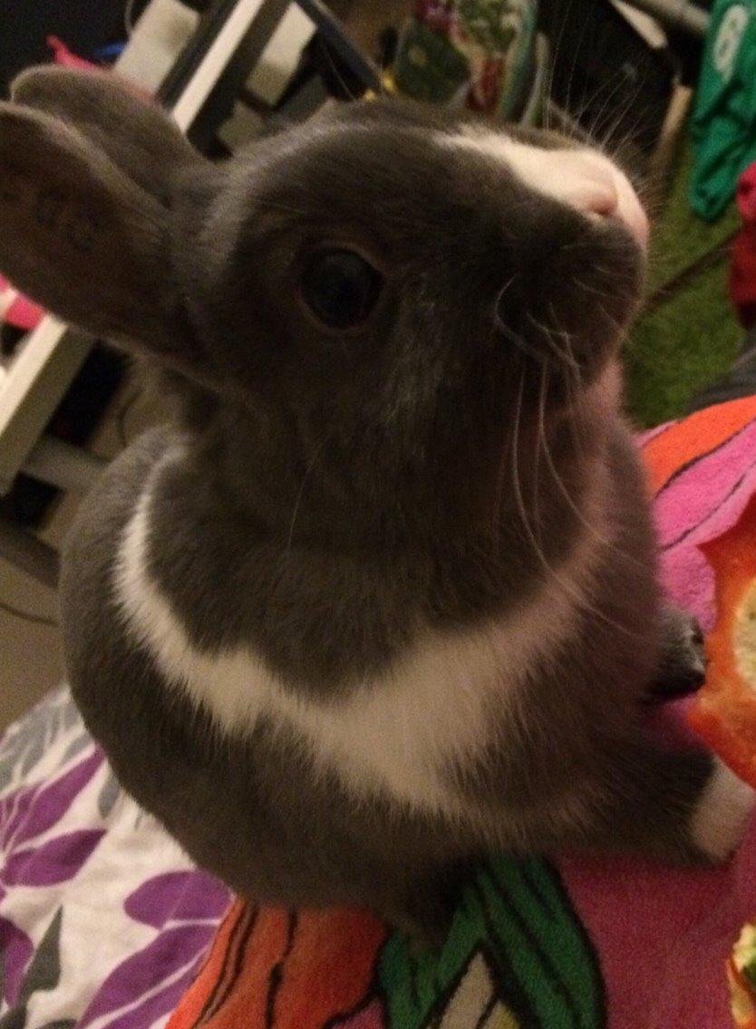 Kanin Candy billede 2