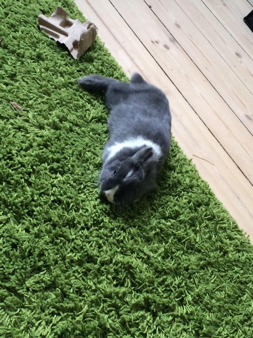 Kanin Candy billede 3