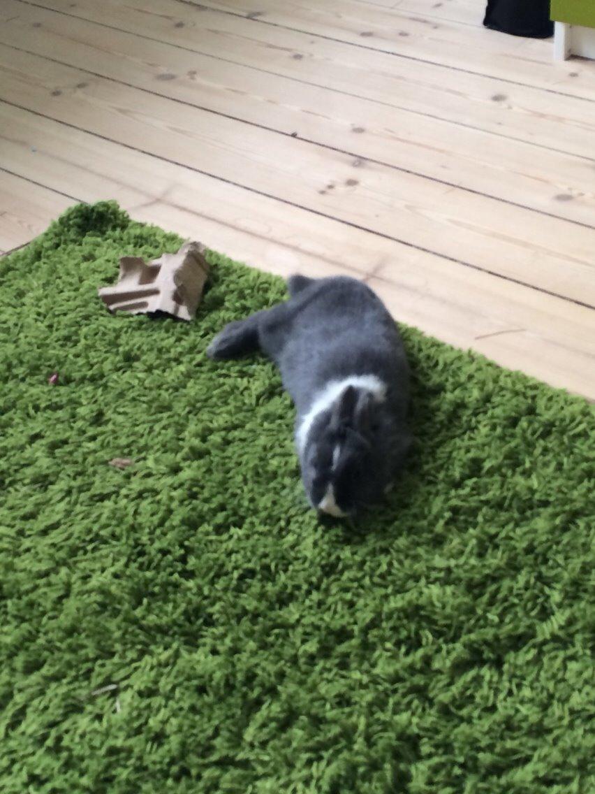 Kanin Candy billede 4