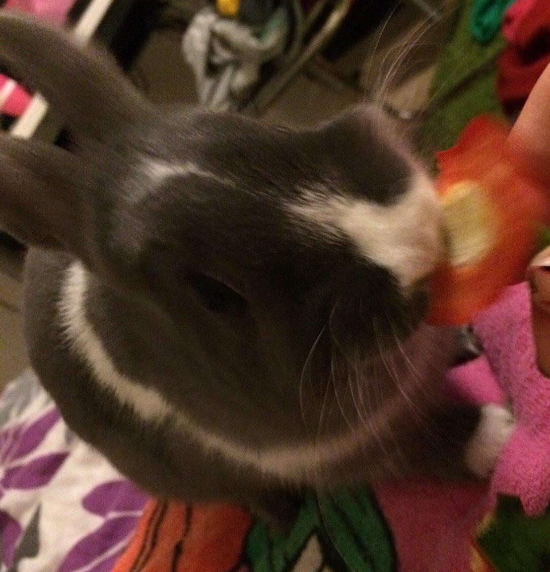 Kanin Candy billede 5