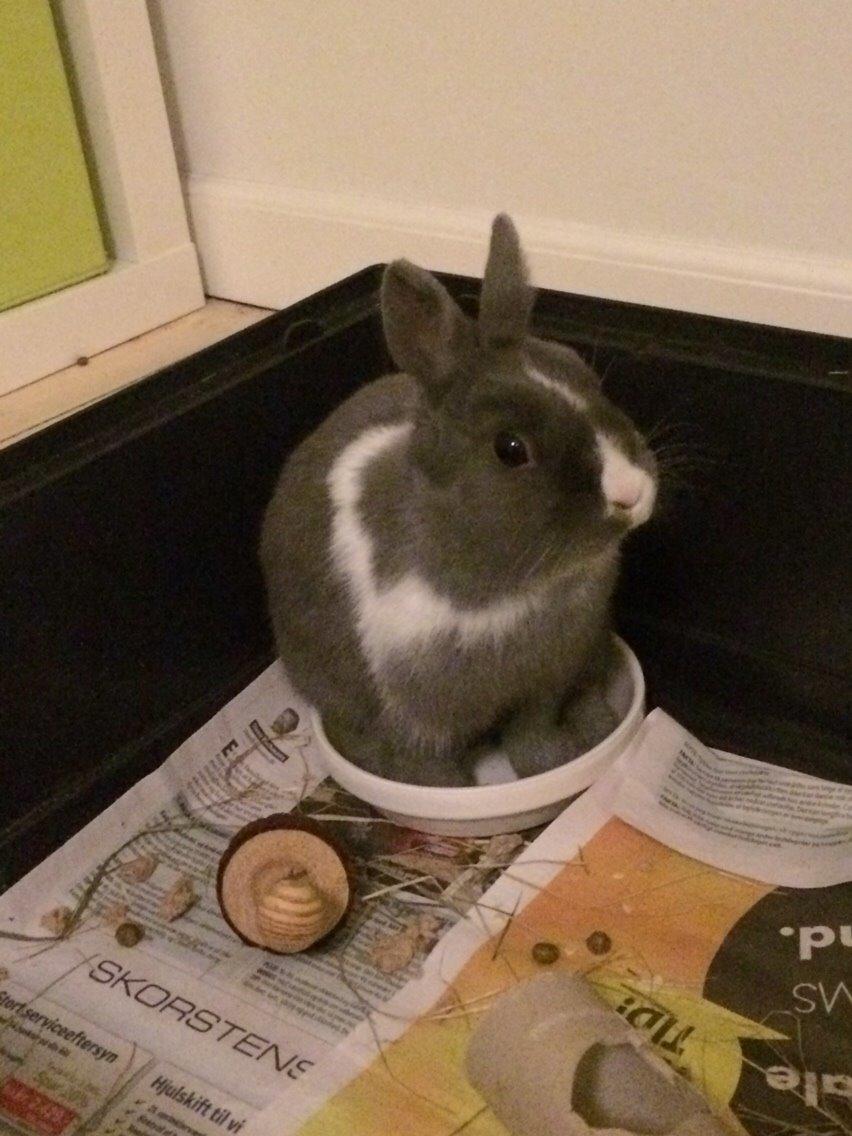 Kanin Candy billede 6