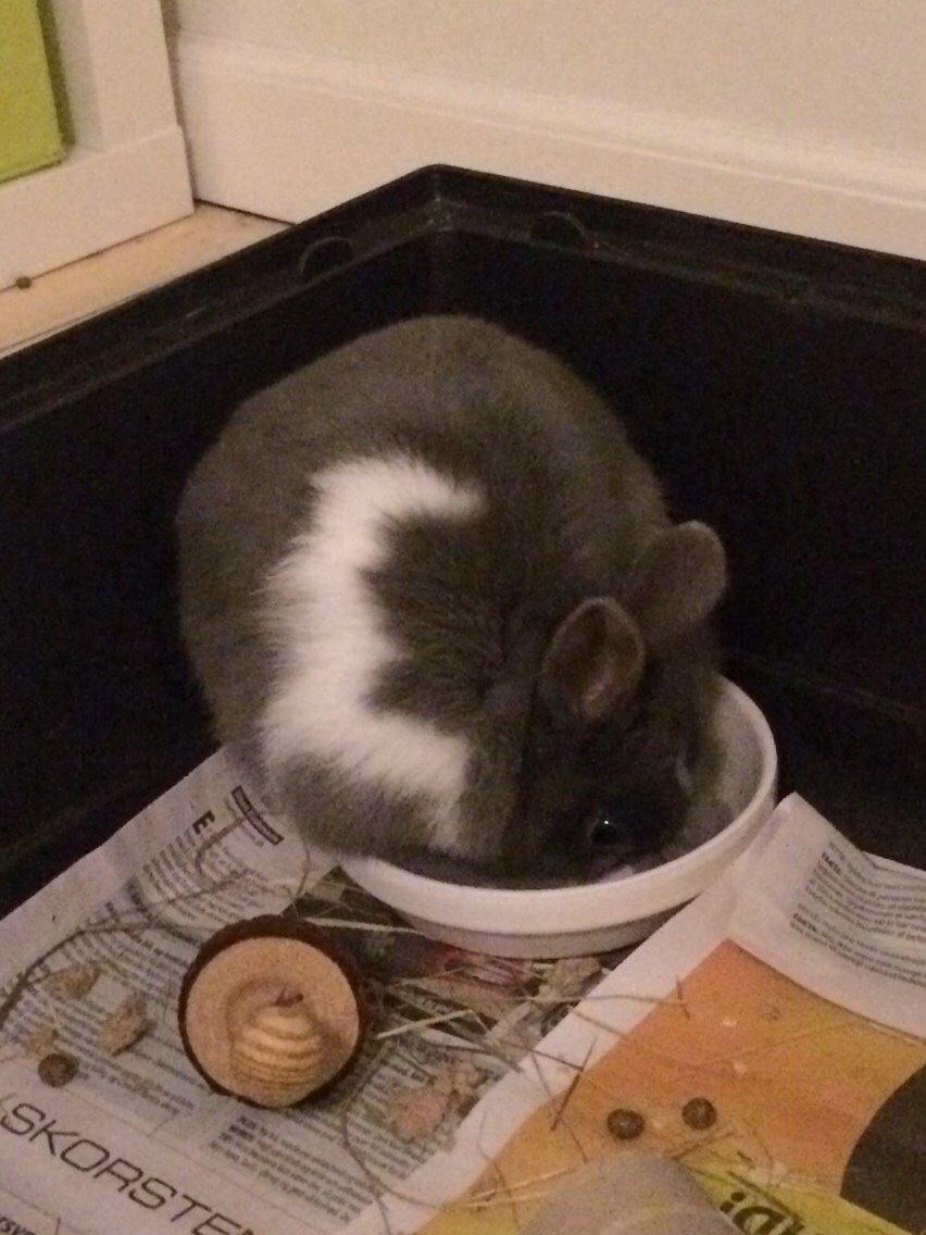 Kanin Candy billede 7