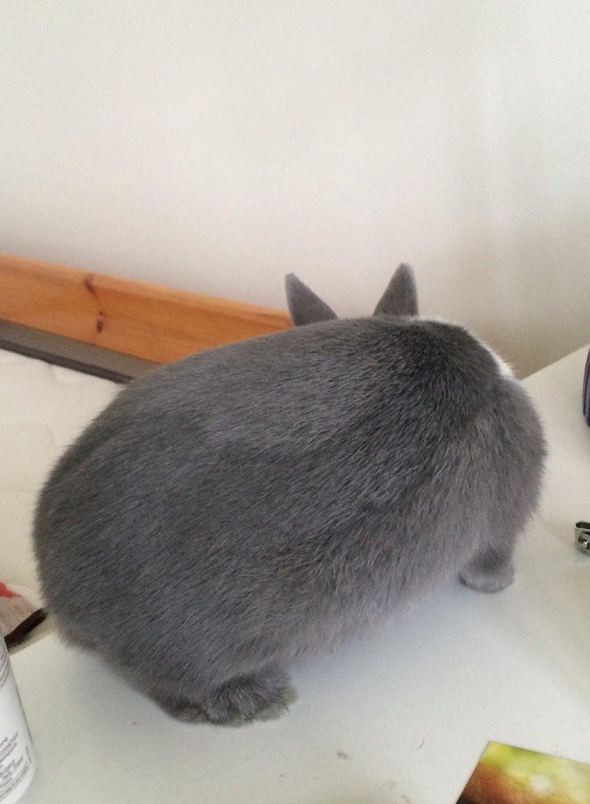 Kanin Candy billede 8