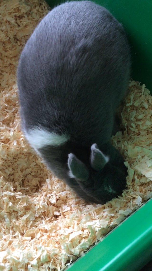 Kanin Candy billede 10