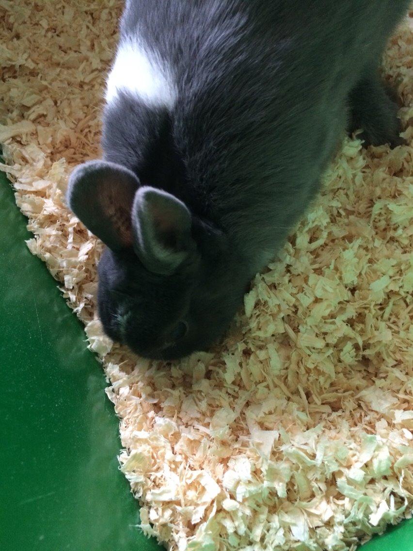 Kanin Candy billede 9