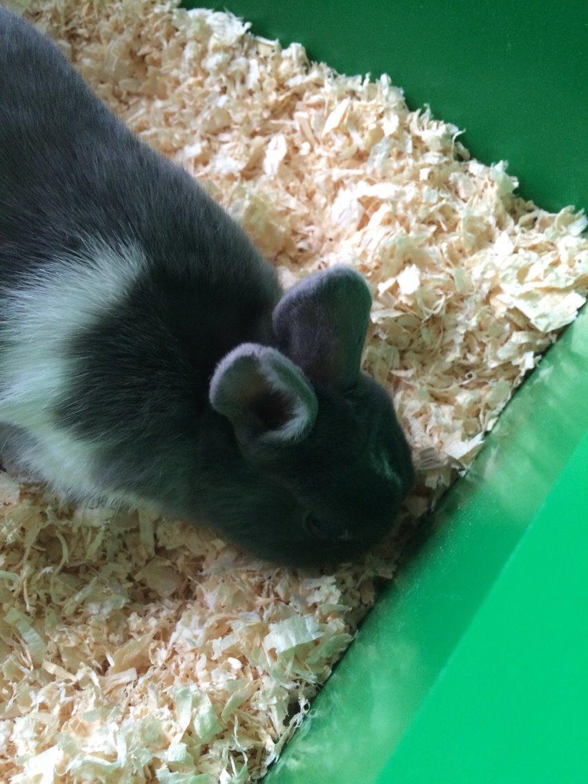 Kanin Candy billede 11