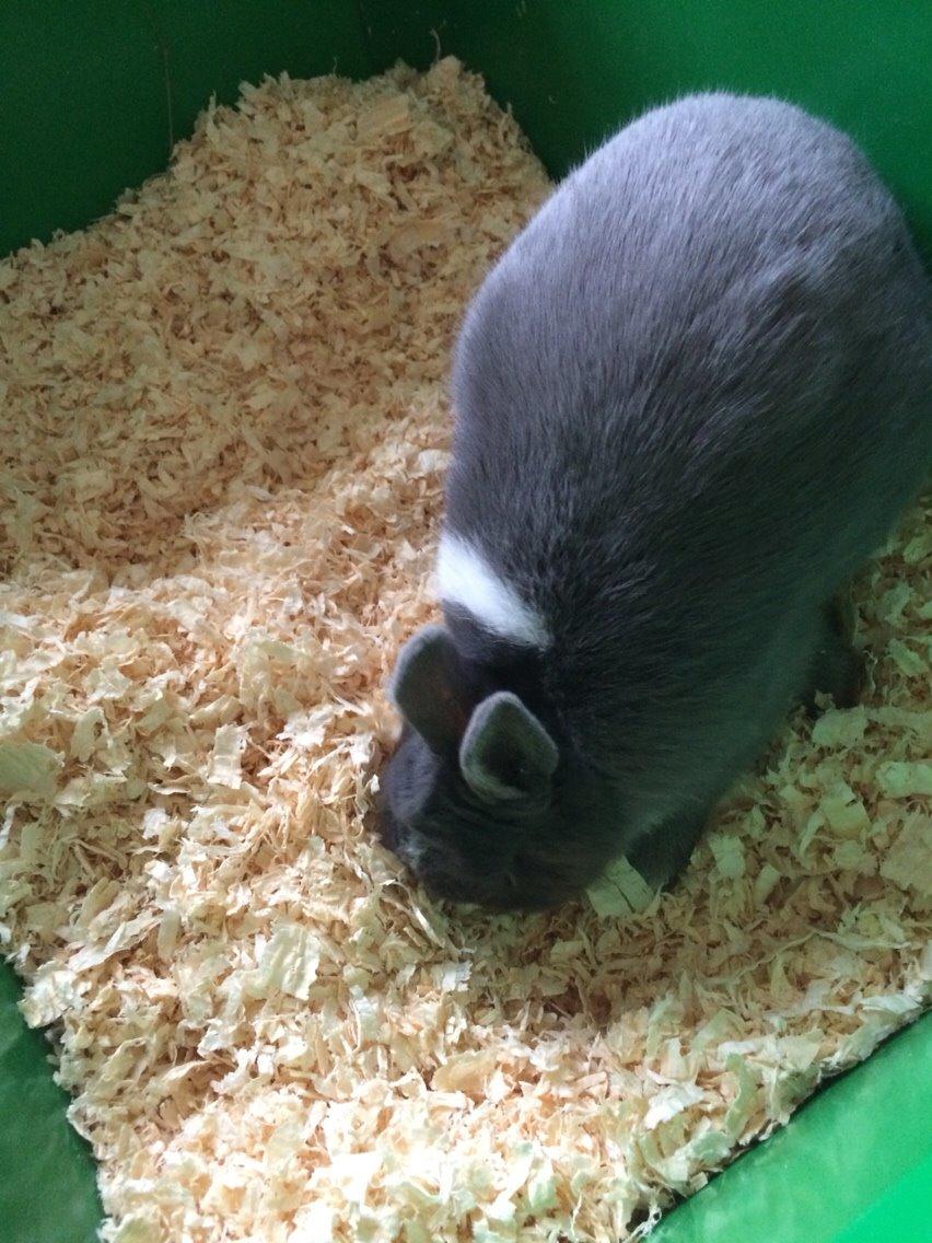 Kanin Candy billede 12